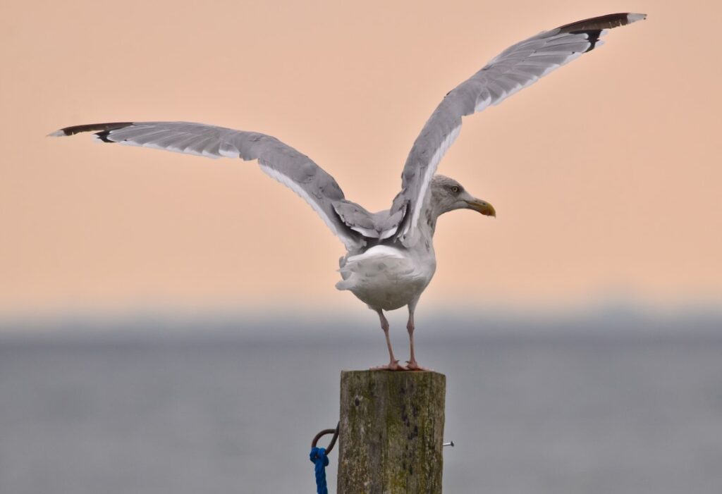 Eine Möve startet in den Flug